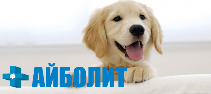 Айболит, ветеринарная клиника