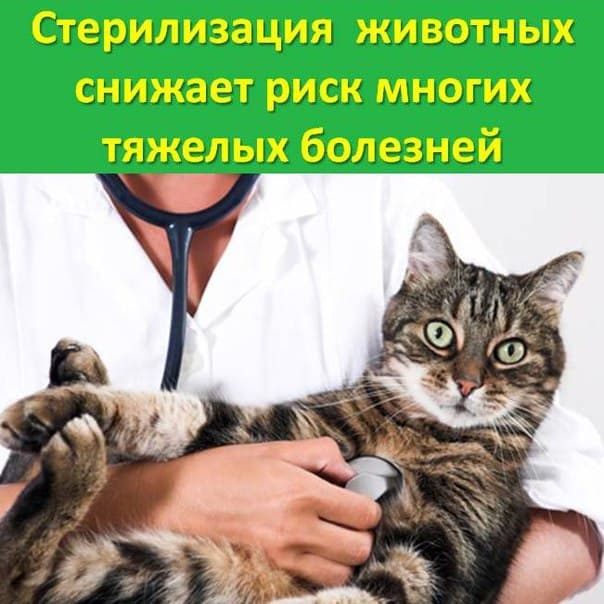 Ветеринарная клиника Ветмастер г. Киров
